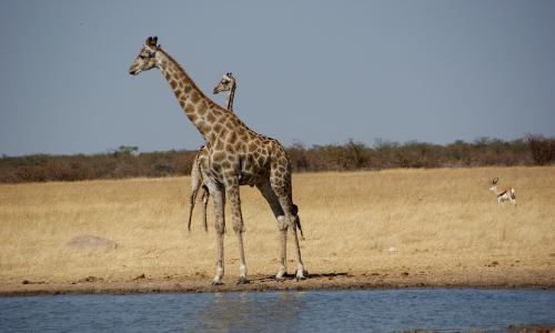 RBNamibia47