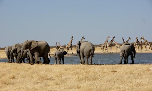 RBNamibia49